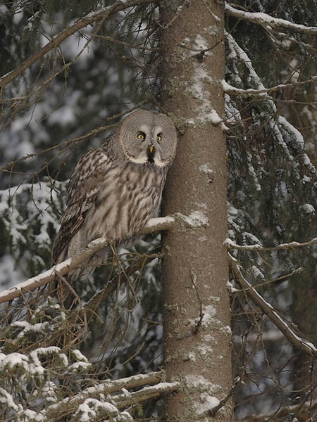 Lapinpöllö, Great Grey Owl, Strix nebulosa